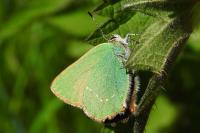 Callophrys rubi