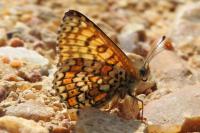 Melitaea cinxia