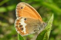 Coenonympha arcania