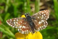 Pyrgus malvae