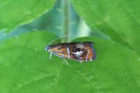 Olethreutes arcuella