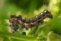 Acronicta rumicis