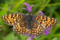 Melitaea phoebe