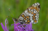 Melitaea phoebe