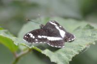 Limenitis camilla