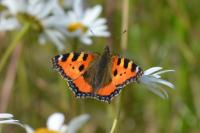 Aglais urticae