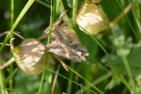 Autographa gamma
