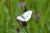 Pieris rapae