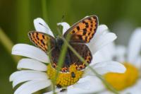 Lycaena tityrus