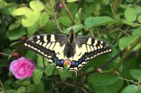 Papilio machaon