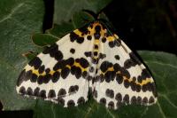 Abraxas grossulariata