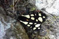 Arctia villica