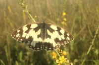 Melanargia galathea