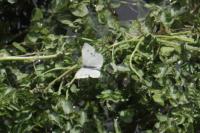 Pieris rapae