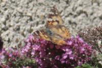 Vanessa cardui