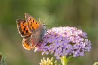 Lycaena phlaeas