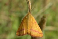Lythria purpuraria