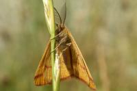 Lythria purpuraria