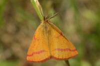Lythria purpuraria