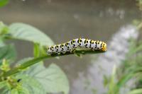 Cucullia scrophulariae