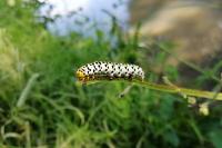 Cucullia scrophulariae