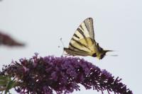 Iphiclides podalirius