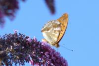 Argynnis paphia