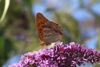 Argynnis paphia