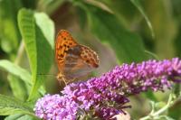 Argynnis paphia