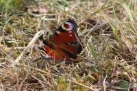 Aglais io