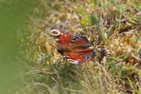 Aglais io