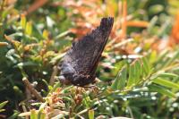 Aglais io