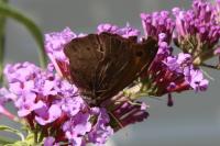 Maniola jurtina