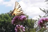Iphiclides podalirius