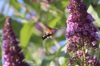Macroglossum stellatarum