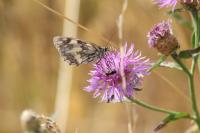 Melanargia galathea