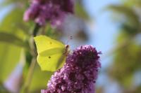 Gonepteryx rhamni