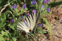 Iphiclides podalirius
