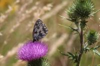 Melanargia galathea