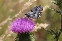 Melanargia galathea