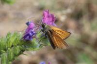 Thymelicus sylvestris