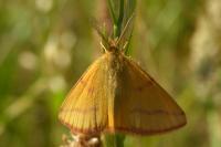 Lythria purpuraria