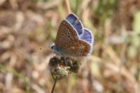 Polyommatus icarus