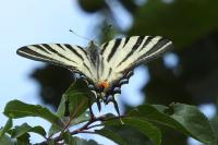 Iphiclides podalirius