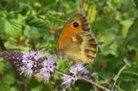 Pyronia tithonus