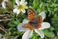 Lycaena phlaeas