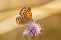 Lycaena phlaeas