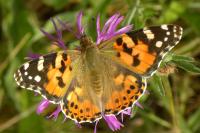 Vanessa cardui