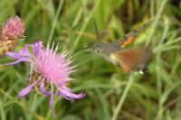 Macroglossum stellatarum