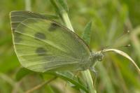 Pieris brassicae